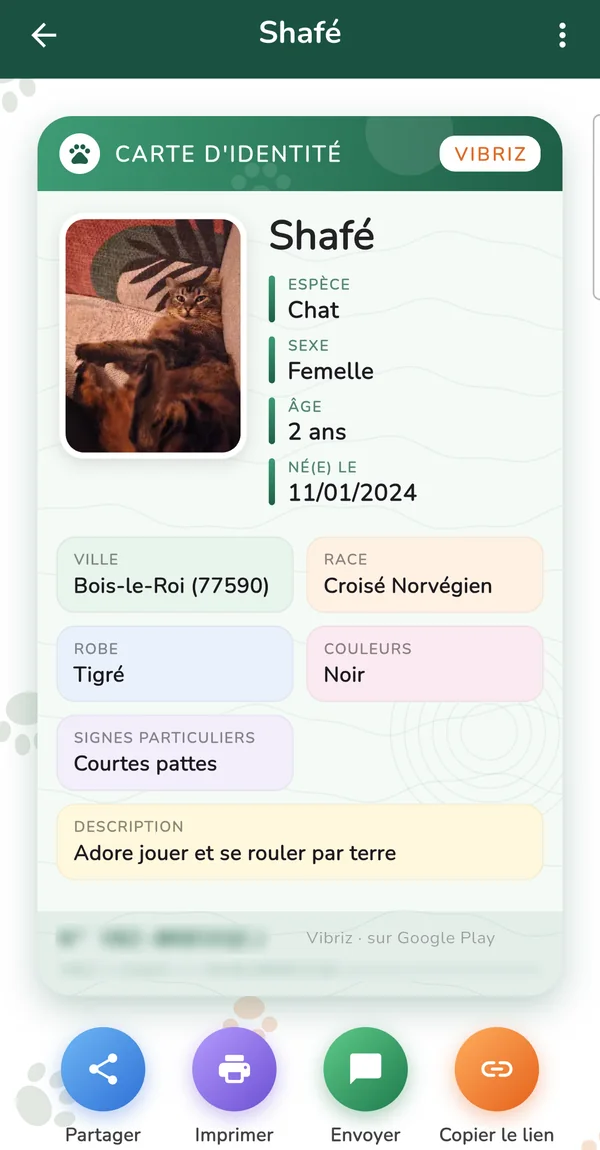 Carte d'identité de la chatte Shafé : photo, espèce, sexe, âge, ville, race, robe et couleurs
